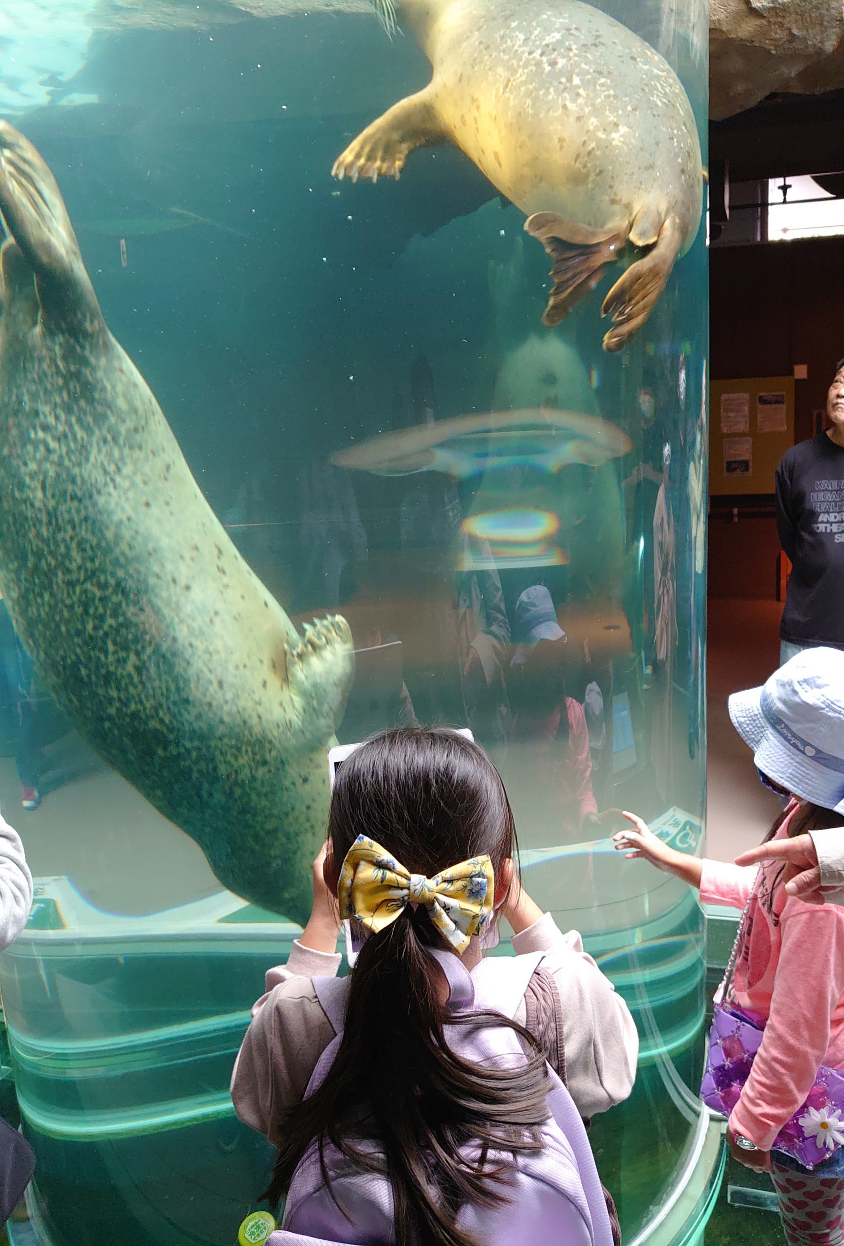 旭山動物園を遊びつくす 旭山動物園 アザラシ カバ ディッピンドッツ 音楽工房totoとまと ぶろぐ